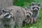 Racoon Mamma with babies