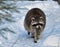 Racoon in the nature in winter with snow