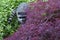 Racoon peers around a bush in a backyard