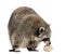 Racoon, Procyon Iotor, standing, eating an egg, isolated