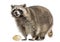 Racoon, Procyon Iotor, standing, eating an egg, isolated