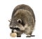 Racoon, Procyon Iotor, standing, eating an egg, isolated