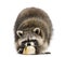 Racoon, Procyon Iotor, standing, eating an egg, isolated