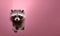 Racoon raccoon peeking over pastel bright background. advertisement