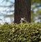 A racoon resting on the top of a tree branch