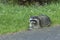 Racoon by the road.