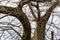 Racoon seen in a tree devoid of leaves