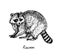 Racoon standing side view, with inscription, hand drawn doodle, sketch in pop art style, vector