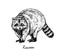 Racoon standing side view, with inscription, hand drawn doodle, sketch in pop art style, vector