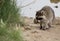 Racoon walking on shoreline towards grass