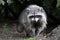 Racoon walking in the Stanley Park