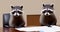 Racoons sitting around a table, discussing paperwork