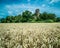 Racton ruin an old english landmark surround by golden wheat fields