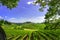 Radda in Chianti vineyard and panorama at sunset. Tuscany, Italy