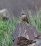 Radde\\\'s Accentor, Steenheggenmus, Prunella ocularis