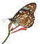 Radena similis similis butterfly isolated on white background, also known as liuchiou blue spotted milkweed butterfly