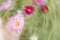 Radial blur woman hand holding pink cosmos flower in her palm wi