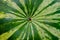 Radial lines on the peel of a watermelon with a drop of water in the center