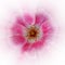 Radial pink flower
