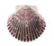 Radial Sea Shell Isolated