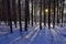 Radially diverging shadows from pine trunks in a winter forest