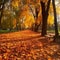 Radiant Autumn Foliage Shines on a Sunlit Park Day