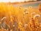 Radiant Autumn Glow: Dried Field Flowers in Sunset\\\'s Reflective Light.