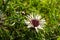 Radiant Autumn Sun on Meadow: Blooming Thistle for Organic Farming and Biodiversity Conservation