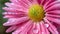 Radiant Blooms: Macro View of Pink and Purple Daisies in Nature\\\'s Embrace AI-Generated Floral