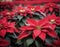 Radiant Blooms of Poinsettias.AI Generated