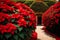 Radiant Blooms of Poinsettias.AI Generated