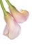 Radiant Calla Lily Background