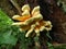 Radiant Chicken of the woods fungi fruiting on a tree trunk..