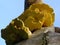 Radiant Chicken of the woods fungi fruiting on a tree trunk..