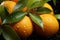 Radiant Citrus: Oranges and Orange Leaf with Beautiful Light - Generative AI