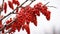 Radiant Clusters: Red Alder Branch With Monochromatic Red Berries