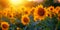 Radiant Fields: A Summer Morning with Sunflowers and a Desolate