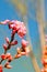 Radiant Floral Delight_Red and White Flowers Glistening in China\\\'s Sunlight