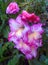 Radiant Gladiolus Flowers With Rose