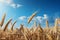 Radiant golden wheat field under sunny summer sky, ideal farm background for product placement.