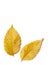 Radiant golden yellow autumn elm leaves on white