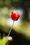 Radiant green spring background of tulip on bokeh bqackground for a concept