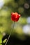 Radiant green spring background of tulip on bokeh bqackground for a concept