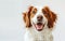 Radiant Joy: A Brown and White Dog's Delightful Smile Against White Generative AI