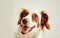 Radiant Joy: A Brown and White Dog's Delightful Smile Against White Generative AI