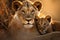 Radiant Lioness her cubs sunset. Generate Ai