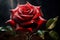 Radiant Majestic ruby rose. Generate Ai