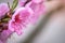 Radiant Pink Blossoms: Embracing Spring\'s Floral Delight