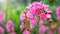 Radiant Pink Flower on a Blurry Floral Background