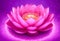 Radiant Pink Lotus Flower on a Sparkling Purple Background